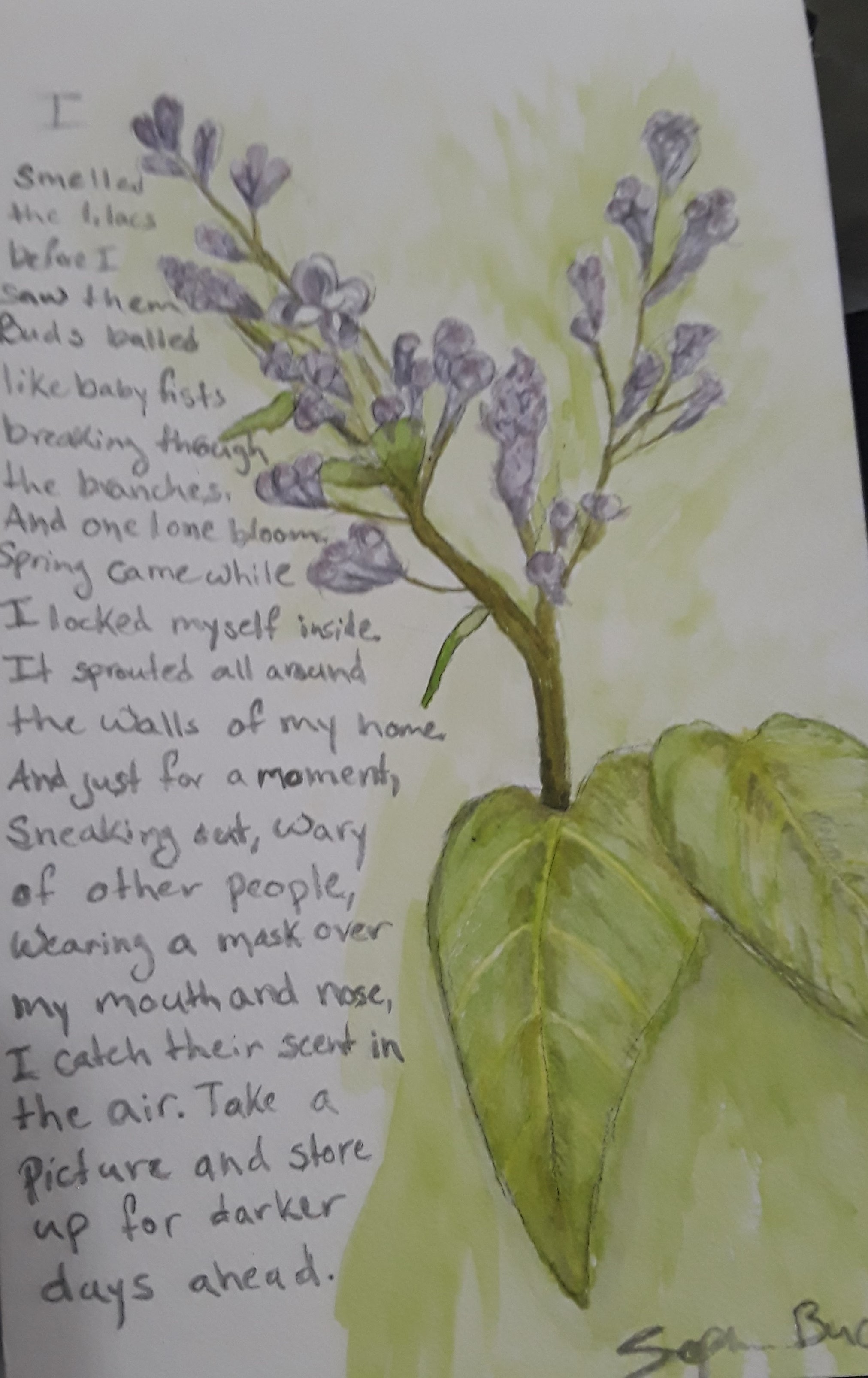 A watercolor painting of a lilac branch with many buds and one bloom. On the same sheet of paper, the poem is written by hand. I smelled/the lilacs/before I saw them/buds/balled like baby fists/breaking/outamong the branches./And one lone bloom./Spring came while I locked myself inside./It sprouted all around/the walls of my home./And just for a moment,/sneaking out, wary of people/with a mask covering my/mouth and nose, I catch/their scent in the air./Take a picture/And store up for darker days.